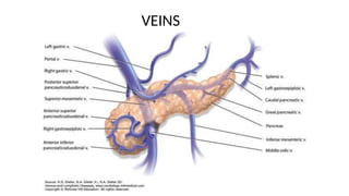 VEINS
 