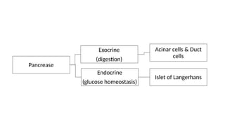 Acinar cells & Duct
cells
Exocrine
(digestion)
Pancrease
Endocrine
Islet of Langerhans
(glucose homeostasis)
 