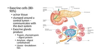 • Exocrine cells (80-
90%)
• acinar tissue
• clumped around a
central lumen –
communicates with
the duct system
• Exocrine glands
produce
• Trypsin, chymotrypsin
– digest protein
• Amylase –digest
carbohydrate
• Lipase –breakdown
fats
 