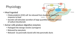 Physiology
• Meal ingested
• Cholecystokinin (CCK) will be released from duodenal mucosa in
response to food
• Secretin will stimulate secretion of large quantities of water solution
of sodium bicarbonate
• Acinar cells produce digestive enzymes
• Packaged into storage vesicles (zymogens)
• Released by exocytosis
• Released via pancreatic ductal cells into pancreatic ducts
 