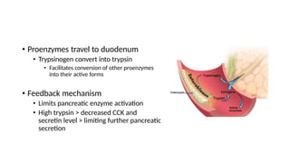 • Proenzymes travel to duodenum
• Trypsinogen convert into trypsin
• Facilitates conversion of other proenzymes
into their active forms
• Feedback mechanism
• Limits pancreatic enzyme activation
• High trypsin > decreased CCK and
secretin level > limiting further pancreatic
secretion
 