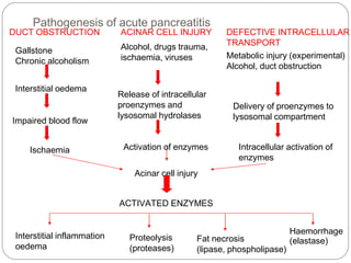 Pathogenesis of acute pancreatitis
Interstitial oedema
Impaired blood flow
Ischaemia
Acinar cell injury
ACTIVATED ENZYMES
Interstitial inflammation
oedema
Gallstone
Chronic alcoholism
Release of intracellular
proenzymes and
lysosomal hydrolases
Activation of enzymes
Delivery of proenzymes to
lysosomal compartment
Intracellular activation of
enzymes
Proteolysis
(proteases)
Fat necrosis
(lipase, phospholipase)
Haemorrhage
(elastase)
ACINAR CELL INJURY
Alcohol, drugs trauma,
ischaemia, viruses
DEFECTIVE INTRACELLULAR
TRANSPORT
Metabolic injury (experimental)
Alcohol, duct obstruction
DUCT OBSTRUCTION
 