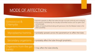 MODE OF AFFECTION:
• Ascends upwards to affect the tubes through mucosal continuity and contiguity.
• This ascend is facilitated by the sexually transmitted vectors such as sperm and
trichomonads.
• Reflux of menstrual blood along with gonococci into the fallopian tubes is the
other possibility.
Gonococcus &
Chlamydia
• probably spreads across the parametrium to affect the tube.Mycoplasma hominis
• probably affect the tube through lymphatics.Secondary organisms
• may affect the tube directly.
Organisms from the gut
(rarely)
 