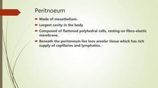 Peritnoeum
 Made of mesothelium.
 Largest cavity in the body
 Composed of flattened polyhedral cells, resting on fibro-elastic
membrane.
 Beneath the peritoneum lies loos areolar tissue which has rich
supply of capillaries and lymphatics.
 