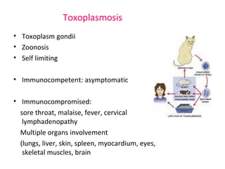 Toxoplasmosis 
• Toxoplasm gondii 
• Zoonosis 
• Self limiting 
• Immunocompetent: asymptomatic 
• Immunocompromised: 
sore throat, malaise, fever, cervical 
lymphadenopathy 
Multiple organs involvement 
(lungs, liver, skin, spleen, myocardium, eyes, 
skeletal muscles, brain 
 