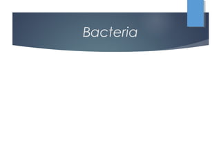 Bacteria
 