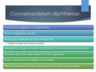 Corynebacterium diphtheriae
 