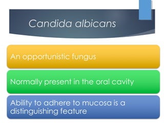 Candida albicans
 