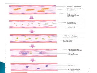 ACUTE PHASE PROTEINS IN HEALTH AND DISEASE | PPT