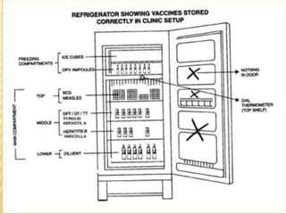 Oral polio vaccineShed in stool for up to 6 weeks following vaccination – Herd immunitySeroconversion rates of 73%, 90% and 70% for 1, 2, 3 serotypes after 3 doses4 doses in the first year of life and boosters-IAP recommendationType 2 serotype disappears first with immunisationUsed in pulse polio programme