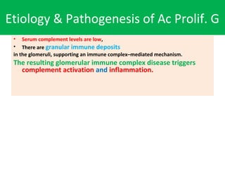 Etiology & Pathogenesis of Ac Prolif. G
• Serum complement levels are low,
• There are granular immune deposits
in the glomeruli, supporting an immune complex–mediated mechanism.
The resulting glomerular immune complex disease triggers
complement activation and inflammation.
 