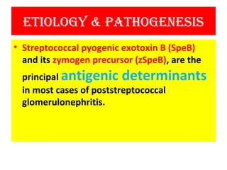 Etiology & PathogEnEsis
• Streptococcal pyogenic exotoxin B (SpeB)
and its zymogen precursor (zSpeB), are the
principal antigenic determinants
in most cases of poststreptococcal
glomerulonephritis.
 