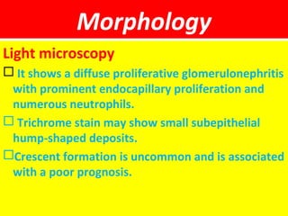 Morphology
Light microscopy
 It shows a diffuse proliferative glomerulonephritis
with prominent endocapillary proliferation and
numerous neutrophils.
 Trichrome stain may show small subepithelial
hump-shaped deposits.
Crescent formation is uncommon and is associated
with a poor prognosis.
 