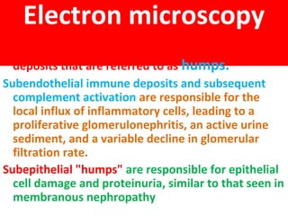 Electron microscopy
The dome-shaped subepithelial electron-dense
deposits that are referred to as humps.
Subendothelial immune deposits and subsequent
complement activation are responsible for the
local influx of inflammatory cells, leading to a
proliferative glomerulonephritis, an active urine
sediment, and a variable decline in glomerular
filtration rate.
Subepithelial "humps" are responsible for epithelial
cell damage and proteinuria, similar to that seen in
membranous nephropathy
 