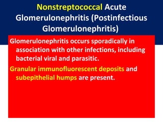 Nonstreptococcal Acute
Glomerulonephritis (Postinfectious
Glomerulonephritis)
Glomerulonephritis occurs sporadically in
association with other infections, including
bacterial viral and parasitic.
Granular immunofluorescent deposits and
subepithelial humps are present.
 