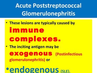 Acute Poststreptococcal
Glomerulonephritis
• These lesions are typically caused by
immune
complexes.
• The inciting antigen may be
exogenous (Postinfectious
glomerulonephritis) or
•endogenous (SLE).
 