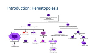 Introduction: Hematopoiesis
 