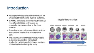 Introduction
• Acute promyelocytic leukemia (APML) is an
unique subtype of acute myeloid leukemia.
• In APML, immature abnormal neutrophils (a
type of white blood cell) known as
promyelocytes accumulate in the bone
marrow.
• These immature cells are unable to mature
and function like healthy mature white
cells.
• The accumulation of these immature cells
in the marrow inhibits normal cell
production, which results in lower numbers
of blood cells circulating the body.
 