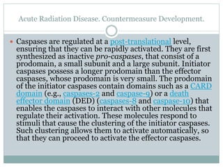 Acute Radiation Disease. Countermeasure Development.
 Caspases are regulated at a post-translational level,
ensuring that they can be rapidly activated. They are first
synthesized as inactive pro-caspases, that consist of a
prodomain, a small subunit and a large subunit. Initiator
caspases possess a longer prodomain than the effector
caspases, whose prodomain is very small. The prodomain
of the initiator caspases contain domains such as a CARD
domain (e.g., caspases-2 and caspase-9) or a death
effector domain (DED) (caspases-8 and caspase-10) that
enables the caspases to interact with other molecules that
regulate their activation. These molecules respond to
stimuli that cause the clustering of the initiator caspases.
Such clustering allows them to activate automatically, so
that they can proceed to activate the effector caspases.
 