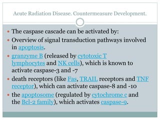 Acute Radiation Disease. Countermeasure Development.
 The caspase cascade can be activated by:
 Overview of signal transduction pathways involved
in apoptosis.
 granzyme B (released by cytotoxic T
lymphocytes and NK cells), which is known to
activate caspase-3 and -7
 death receptors (like Fas, TRAIL receptors and TNF
receptor), which can activate caspase-8 and -10
 the apoptosome (regulated by cytochrome c and
the Bcl-2 family), which activates caspase-9.
 