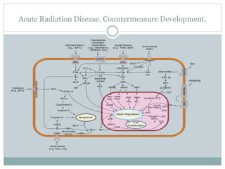 Acute Radiation Disease. Countermeasure Development.
 