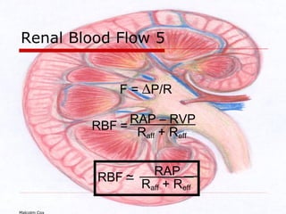 Normal Rap And Rvp Acute renal failure | PPT