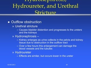 Hydronephrosis,
Hydroureter, and Urethral
Stricture
 Outflow obstruction
» Urethral stricture
– Causes bladder distention and progresses to the ureters
and the kidneys
» Hydronephrosis –
– Kidney enlarges as urine collects in the pelvis and kidney
tissue due to obstruction in the outflow tract
– Over a few hours this enlargement can damage the
blood vessels and the tubules
» Hydroureter
– Effects are similar, but occurs lower in the ureter
03/05/2011 45
 