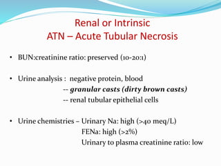 Renal or Intrinsic
ATN – Acute Tubular Necrosis
• BUN:creatinine ratio: preserved (10-20:1)
• Urine analysis : negative protein, blood
-- granular casts (dirty brown casts)
-- renal tubular epithelial cells
• Urine chemistries – Urinary Na: high (>40 meq/L)
FENa: high (>2%)
Urinary to plasma creatinine ratio: low
 