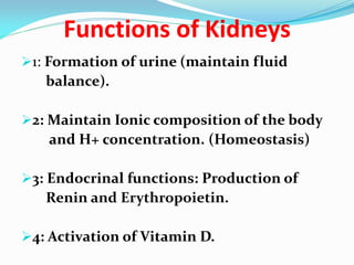 Functions of Kidneys
1: Formation of urine (maintain fluid
balance).
2: Maintain Ionic composition of the body
and H+ concentration. (Homeostasis)
3: Endocrinal functions: Production of
Renin and Erythropoietin.
4: Activation of Vitamin D.
 