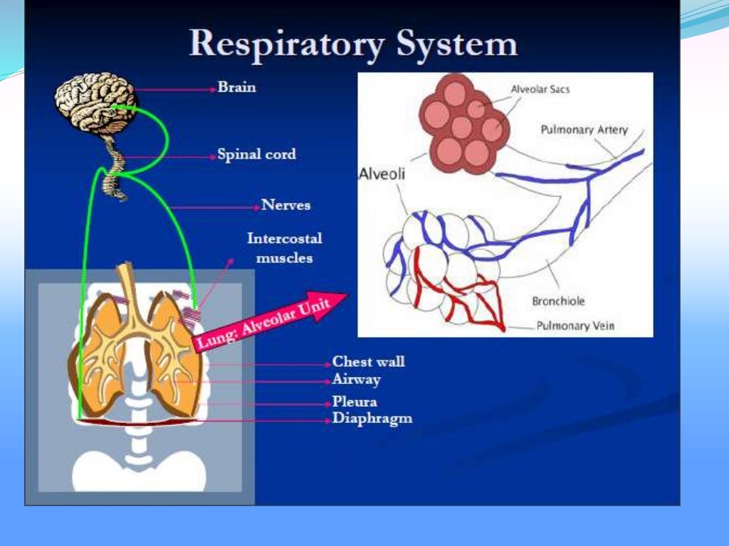 Acute respiratory failure ppt