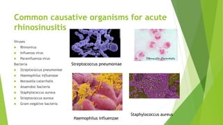 Common causative organisms for acute
rhinosinusitis
Viruses
 Rhinovirus
 Influenza virus
 Parainfluenza virus
Bacteria
 Streptococcus pneumoniae
 Haemophilus influenzae
 Moraxella catarrhalis
 Anaerobic bacteria
 Staphylococcus aureus
 Streptococcus aureus
 Gram‐negative bacteria
Streptococcus pneumoniae
Haemophilus influenzae
Staphylococcus aureus
 