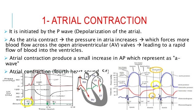 Cardiac Cycle Made Easy