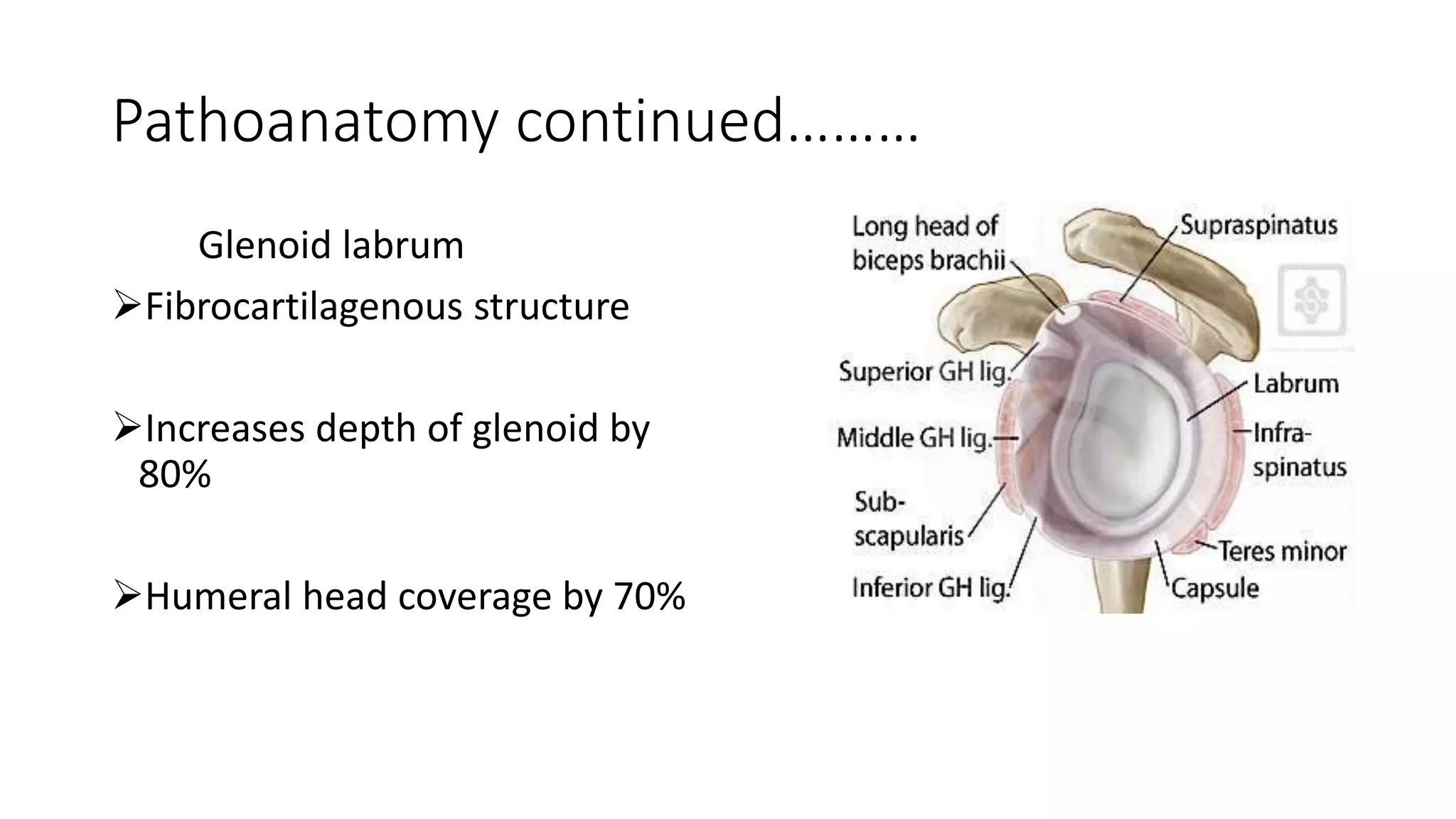 Pathoanatomy continued………
Glenoid labrum
Fibrocartilagenous structure
Increases depth of glenoid by
80%
Humeral head coverage by 70%
 