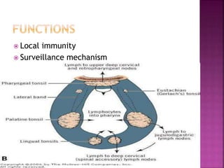  Local immunity
 Surveillance mechanism
 