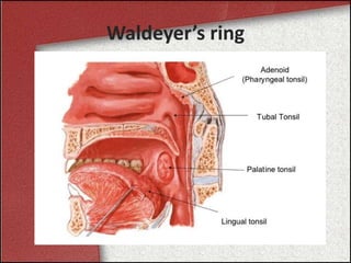 Waldeyer’s ring
 