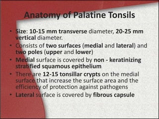 Anatomy of Palatine Tonsils
• Size: 10-15 mm transverse diameter, 20-25 mm
vertical diameter.
• Consists of two surfaces (medial and lateral) and
two poles (upper and lower)
• Medial surface is covered by non - keratinizing
stratified squamous epithelium
• There are 12-15 tonsillar crypts on the medial
surface that increase the surface area and the
efficiency of protection against pathogens
• Lateral surface is covered by fibrous capsule
 