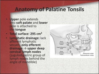 Anatomy of Palatine Tonsils
• Upper pole extends
into soft palate and lower
pole is attached to
the tongue
• Total surface: 295 cm²
• Lymphatic drainage: lack
afferent lymphatic
vessels, only efferent
drainage → upper deep
cervical lymph nodes
(jugulodigastric group of
lymph nodes behind the
angle of mandible)
 