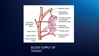 BLOOD SUPPLY OF
TONSILS
 