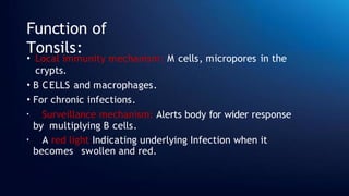 Function of
Tonsils:
• Local immunity mechanism: M cells, micropores in the
crypts.
• B CELLS and macrophages.
• For chronic infections.
• Surveillance mechanism: Alerts body for wider response
by multiplying B cells.
• A red light Indicating underlying Infection when it
becomes swollen and red.
 
