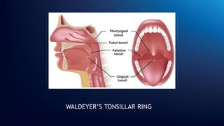 WALDEYER’S TONSILLAR RING
 
