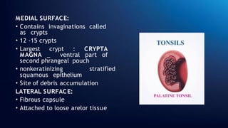 MEDIAL SURFACE:
• Contains invaginations called
as crypts
• 12 -15 crypts
• Largest crypt : CRYPTA
MAGNA _ ventral part of
second phrangeal pouch
• nonkeratinizing stratified
squamous epithelium
• Site of debris accumulation
LATERAL SURFACE:
• Fibrous capsule
• Attached to loose arelor tissue
 