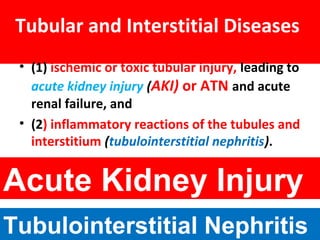 Tubular and Interstitial Diseases
• (1) ischemic or toxic tubular injury, leading to
acute kidney injury (AKI) or ATN and acute
renal failure, and
• (2) inflammatory reactions of the tubules and
interstitium (tubulointerstitial nephritis).
Acute Kidney Injury
Tubulointerstitial Nephritis
 
