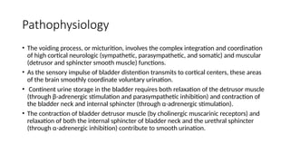 Pathophysiology
• The voiding process, or micturition, involves the complex integration and coordination
of high cortical neurologic (sympathetic, parasympathetic, and somatic) and muscular
(detrusor and sphincter smooth muscle) functions.
• As the sensory impulse of bladder distention transmits to cortical centers, these areas
of the brain smoothly coordinate voluntary urination.
• Continent urine storage in the bladder requires both relaxation of the detrusor muscle
(through β-adrenergic stimulation and parasympathetic inhibition) and contraction of
the bladder neck and internal sphincter (through α-adrenergic stimulation).
• The contraction of bladder detrusor muscle (by cholinergic muscarinic receptors) and
relaxation of both the internal sphincter of bladder neck and the urethral sphincter
(through α-adrenergic inhibition) contribute to smooth urination.
 
