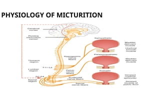PHYSIOLOGY OF MICTURITION
 
