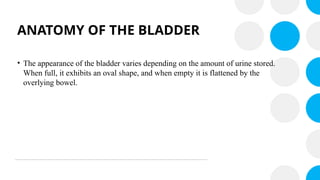 ANATOMY OF THE BLADDER
• The appearance of the bladder varies depending on the amount of urine stored.
When full, it exhibits an oval shape, and when empty it is flattened by the
overlying bowel.
 