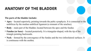 ANATOMY OF THE BLADDER
The parts of the bladder include:
• Apex – located superiorly, pointing towards the pubic symphysis. It is connected to the
umbilicus by the median umbilical ligament (a remnant of the urachus).
• Body – main part of the bladder, located between the apex and the fundus
• Fundus (or base) – located posteriorly. It is triangular-shaped, with the tip of the
triangle pointing backwards.
• Neck – formed by the convergence of the fundus and the two inferolateral surfaces. It
is continuous with the urethra.
 