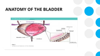 ANATOMY OF THE BLADDER
 