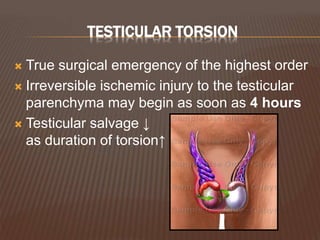 TESTICULAR TORSION
 True surgical emergency of the highest order
 Irreversible ischemic injury to the testicular
parenchyma may begin as soon as 4 hours
 Testicular salvage ↓
as duration of torsion↑
 