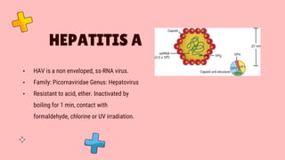 HEPATITIS A
• HAV is a non enveloped, ss-RNA virus.
• Family: Picornaviridae Genus: Hepatovirus
• Resistant to acid, ether. Inactivated by
boiling for 1 min, contact with
formaldehyde, chlorine or UV irradiation.
 
