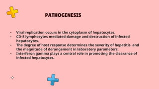 PATHOGENESIS
• Viral replication occurs in the cytoplasm of hepatocytes.
• CD-8 lymphocytes mediated damage and destruction of infected
hepatocytes.
• The degree of host response determines the severity of hepatitis and
the magnitude of derangement in laboratory parameters.
• Interferon gamma plays a central role in promoting the clearance of
infected hepatocytes.
 